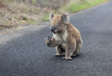 Australian wildlife within easy reach