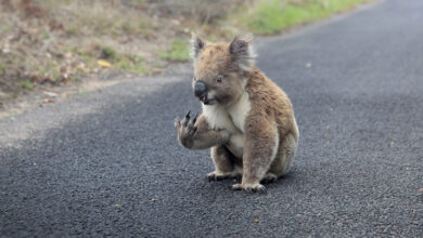 Australian wildlife within easy reach