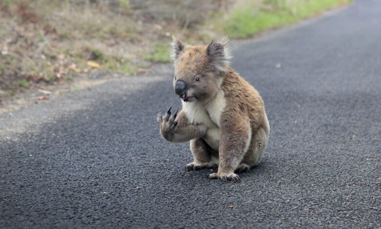 Australian wildlife within easy reach