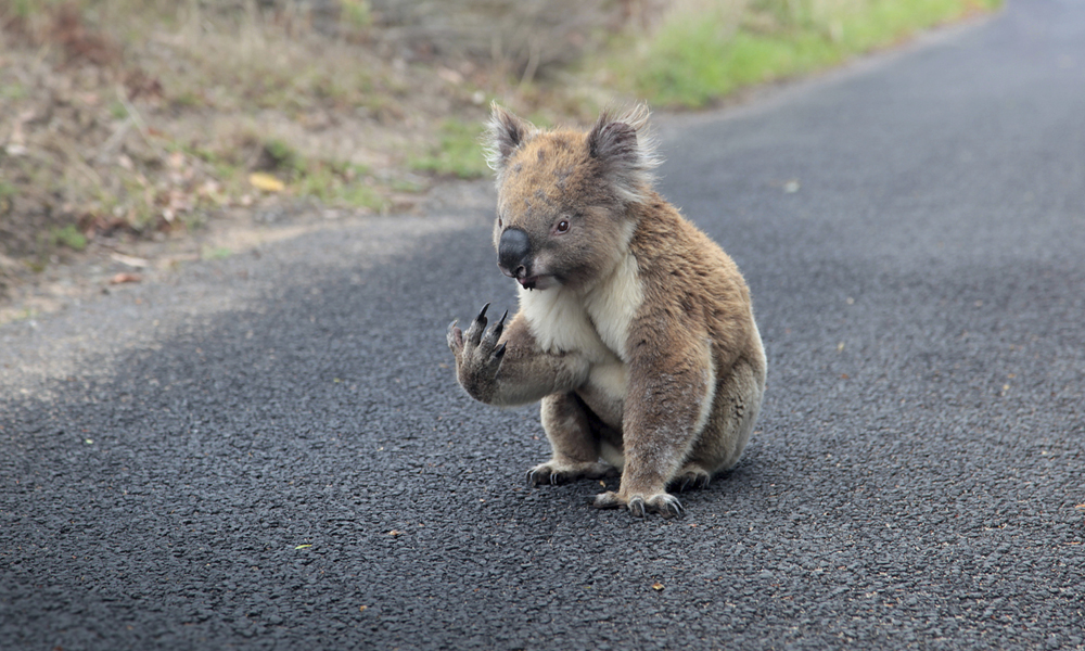 Australian wildlife within easy reach