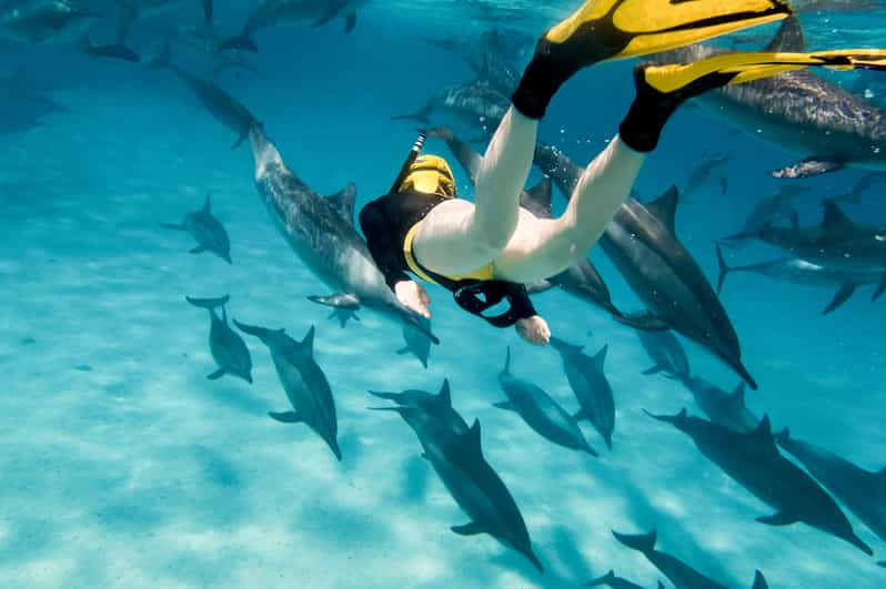 Amateur divers take swim on wild side with oahu dolphin tour