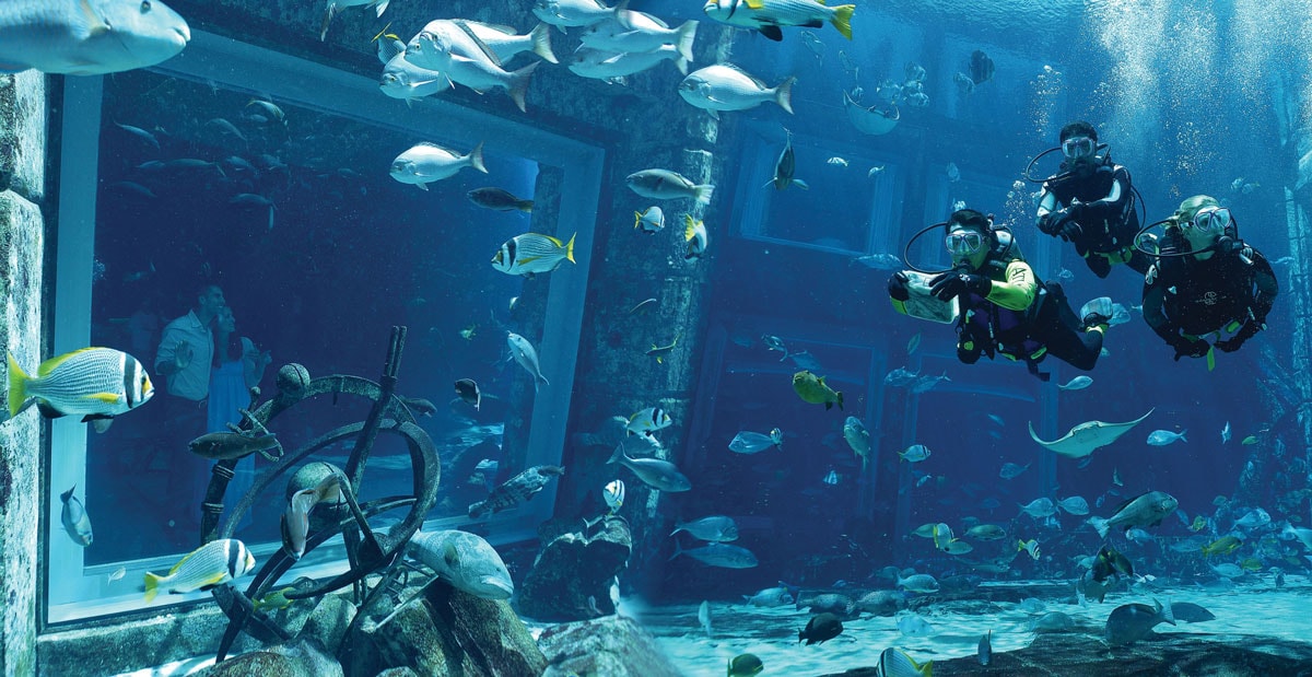 Atlantis aquarium receives aza accreditation