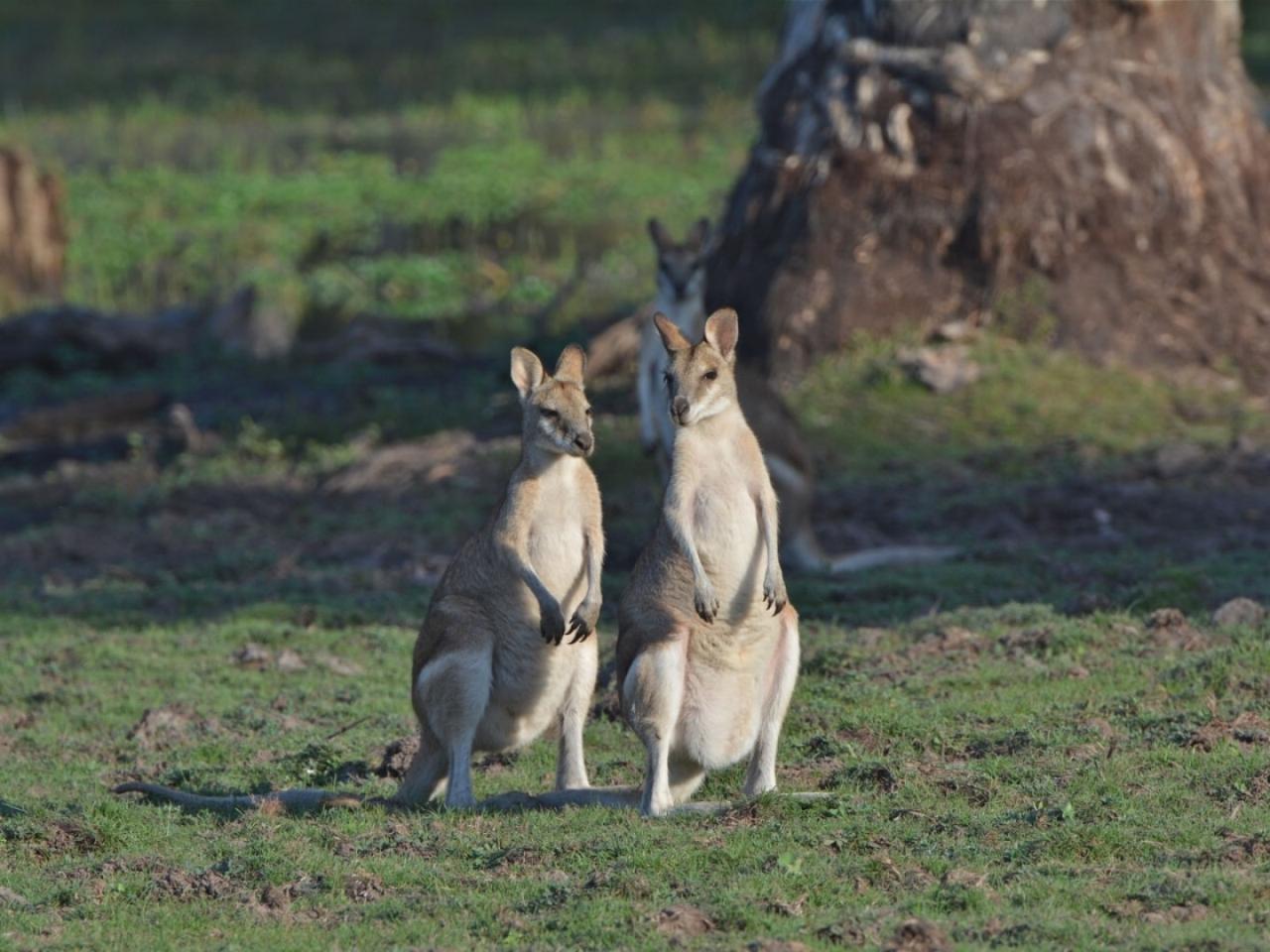 Australian wildlife within easy reach