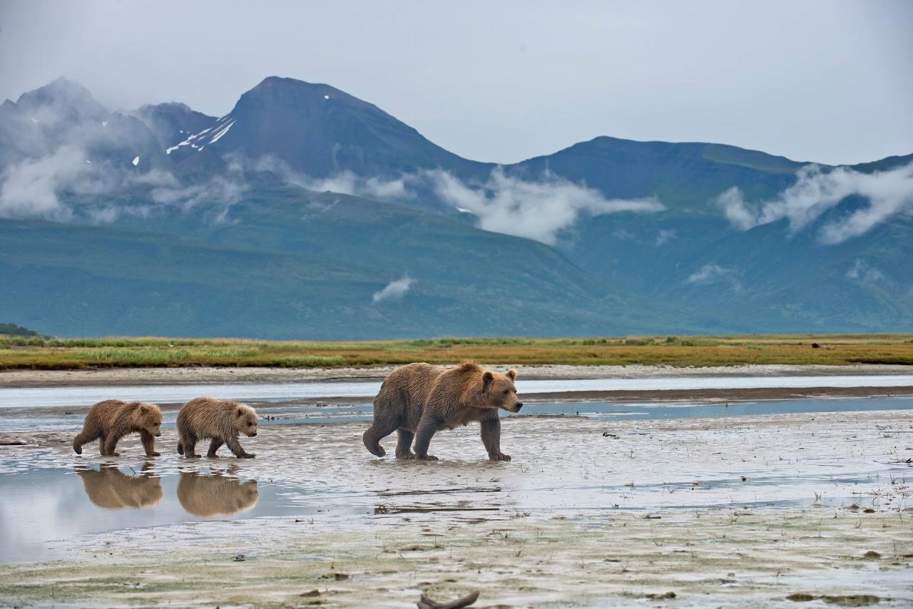 Alaska to get record cruise visitors this year