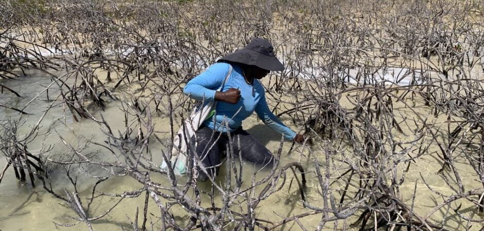 Caribbean resorts work on sanitation programs