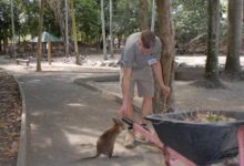 Animal parks offer walks on wilder side of australia