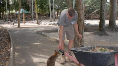 Animal parks offer walks on wilder side of australia