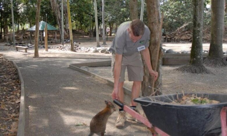 Animal parks offer walks on wilder side of australia