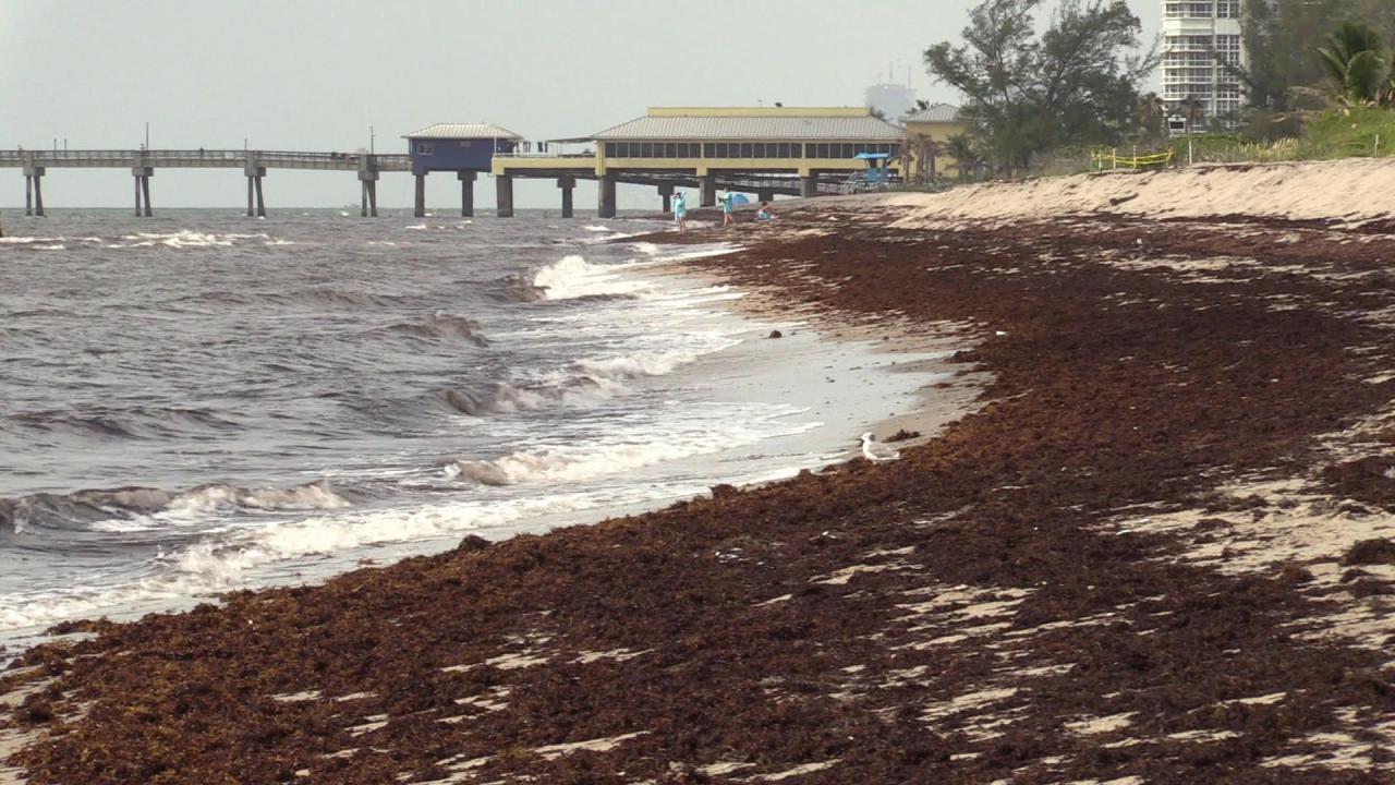 Caribbean resorts say seaweed problem has alleviated