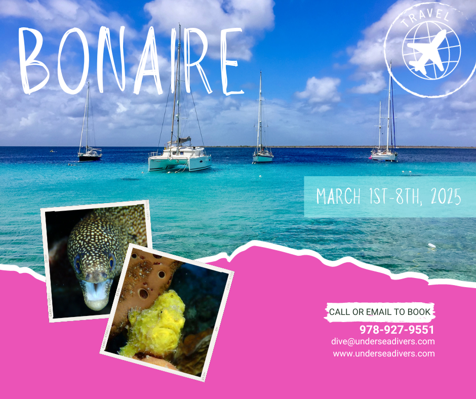 Bonaire postpones annual dive fest