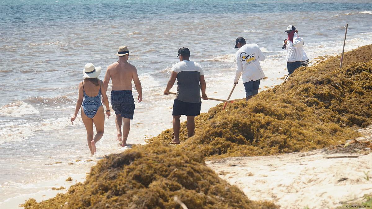 Caribbean resorts say seaweed problem has alleviated