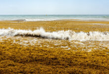 Seaweed beaches sargassum algae stinky foul profits smelling choked