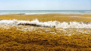 Seaweed beaches sargassum algae stinky foul profits smelling choked