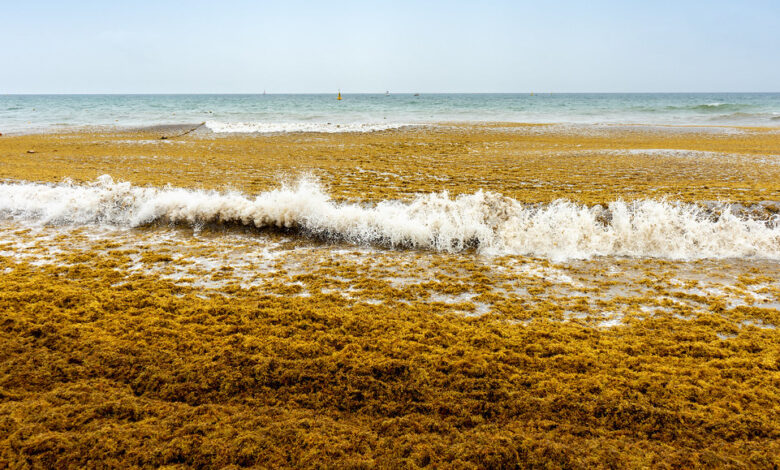 Seaweed beaches sargassum algae stinky foul profits smelling choked