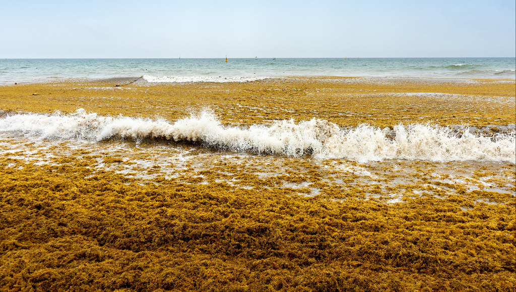 Seaweed beaches sargassum algae stinky foul profits smelling choked