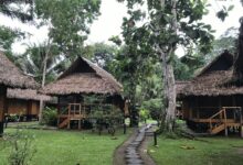 Authentic rain forest lodgings on baobab peru trip