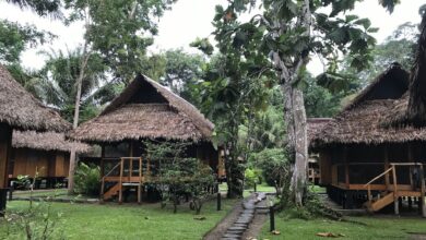 Authentic rain forest lodgings on baobab peru trip