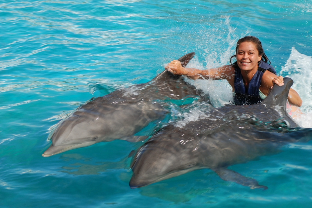 Amateur divers take swim on wild side with oahu dolphin tour