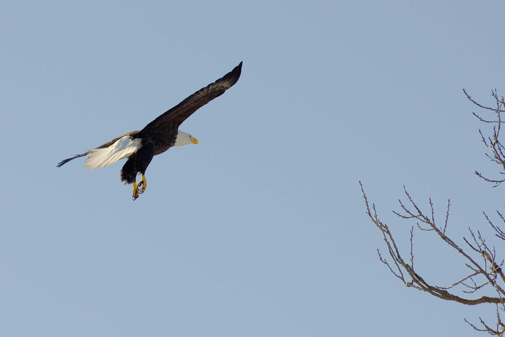 American eagle lands on the mississippi