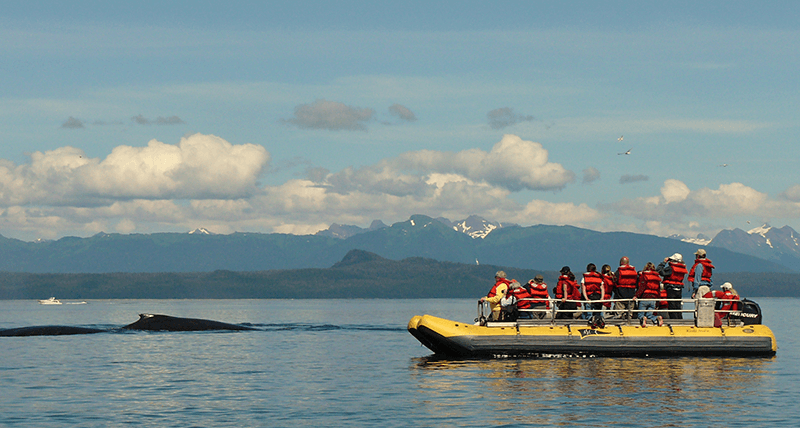 American safari sister line innersea to sail alaska wilderness