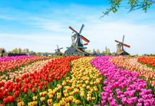 Ak to offer holland and belgium tulip sailings