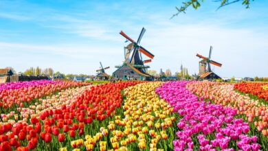 Ak to offer holland and belgium tulip sailings