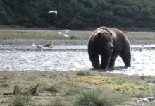 American safari provides intimate look at alaska