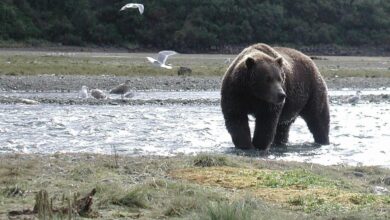 American safari provides intimate look at alaska