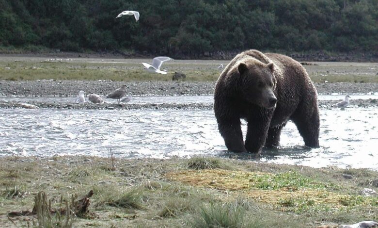 American safari provides intimate look at alaska