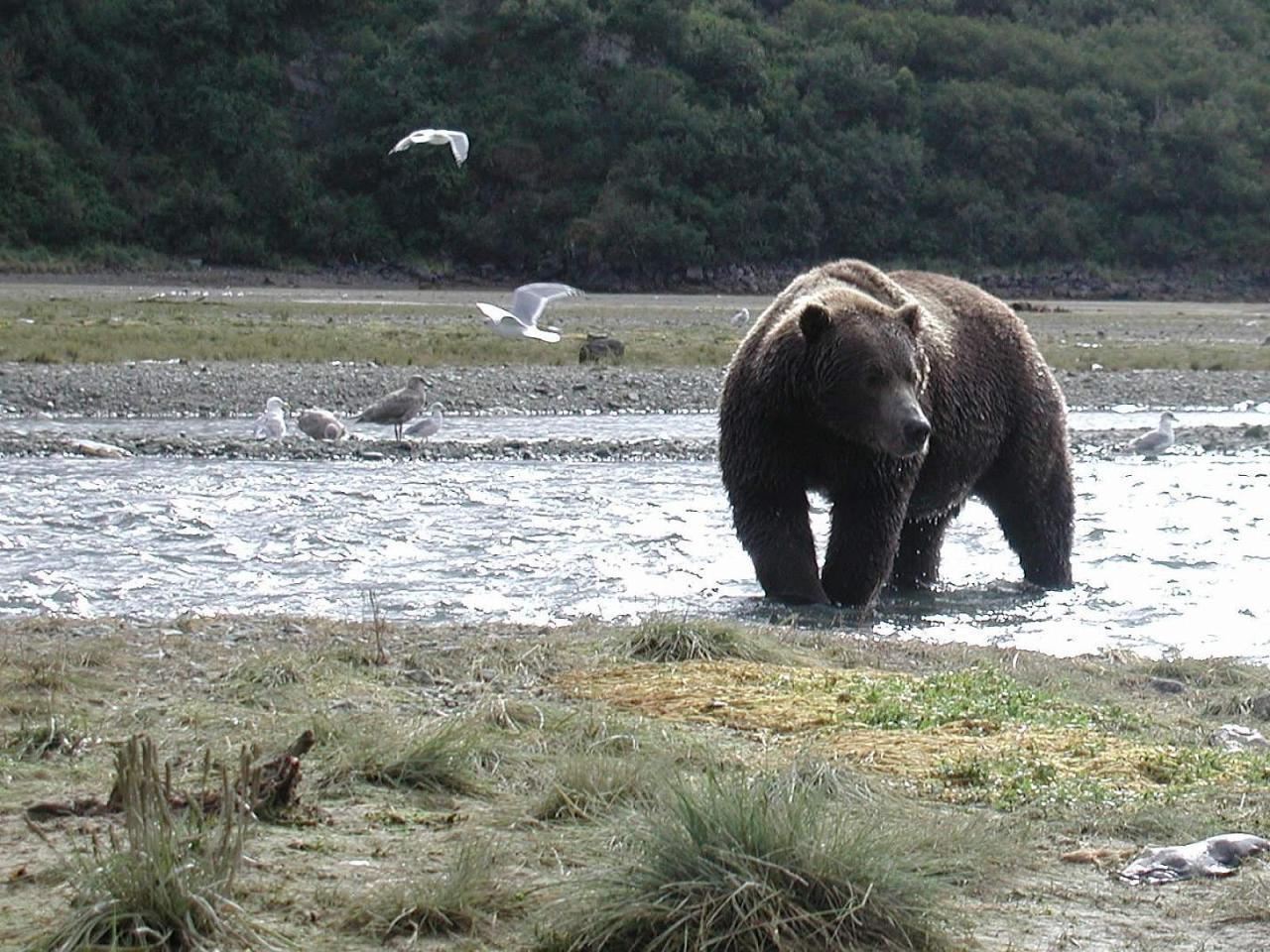 American safari provides intimate look at alaska