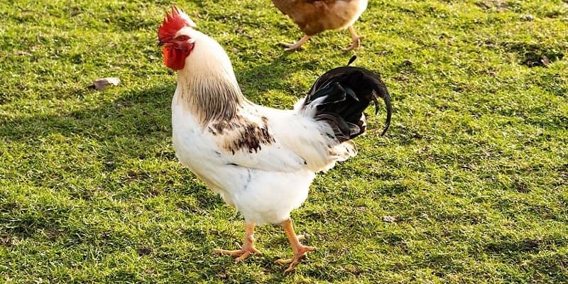 Game hatch american stag fowl red brown feathersite poultry games