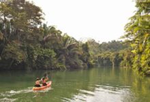 Belize ecoluxury copal tree lodge