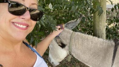 An antigua resort animal rescue program