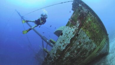 Bonaire harbour village beach club fabian cousteau partner ocean conservation efforts