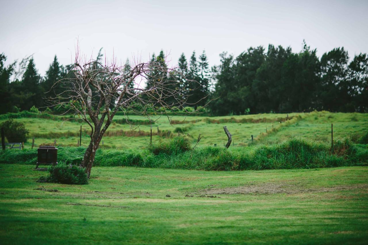 Big isle eco tour helps restore native hawaiian forest