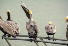 Ahoy mating birds bees worms on yacht excursion