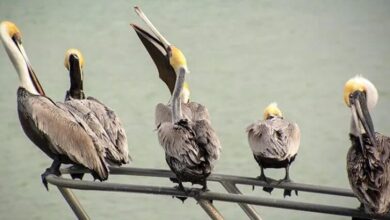 Ahoy mating birds bees worms on yacht excursion