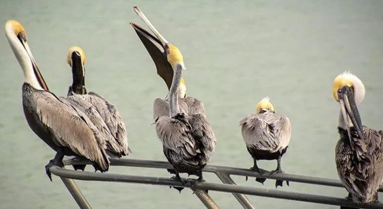 Ahoy mating birds bees worms on yacht excursion