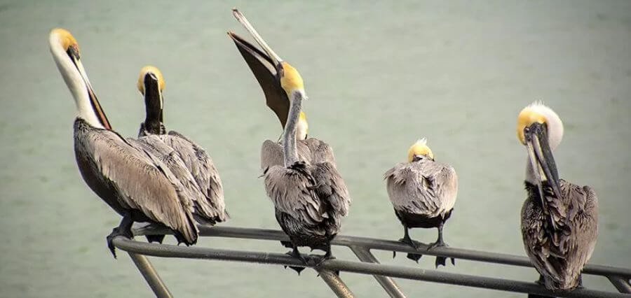 Ahoy mating birds bees worms on yacht excursion