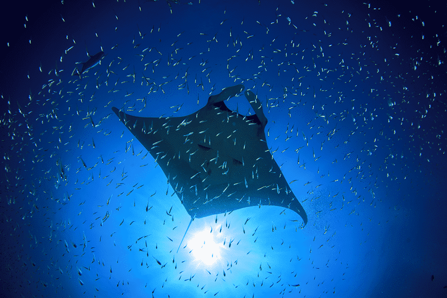 Manta rays snorkel hawaii kona