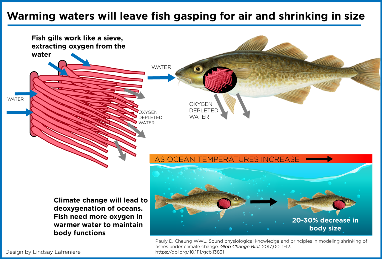 Fish shrinking climate change air ocean infographic size warmer leave gasping will waters due shrink temperatures sea us continue cent