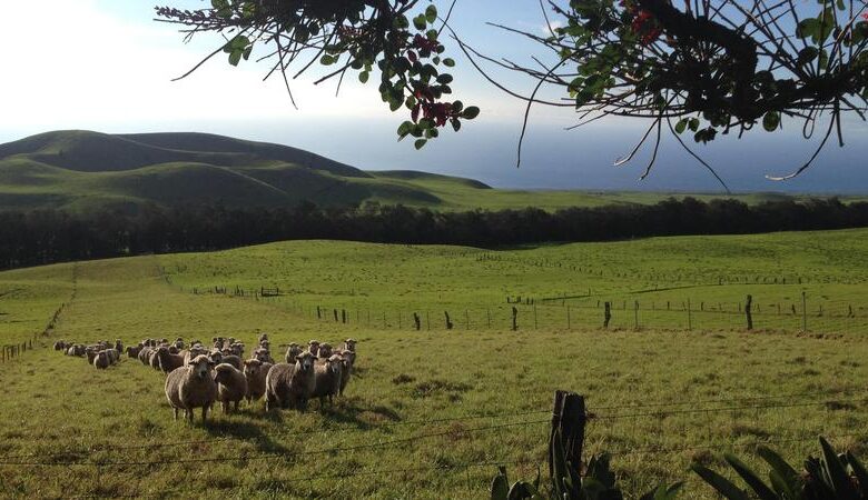 At kahua ranch no need to know the ropes