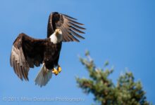 American eagle to start san juan nevis service