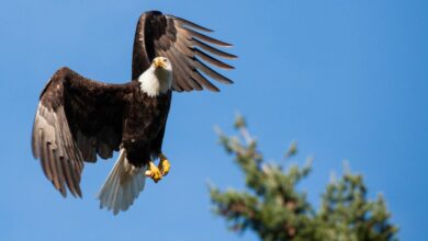 American eagle to start san juan nevis service