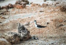 Bird watching tours thrive on anguilla