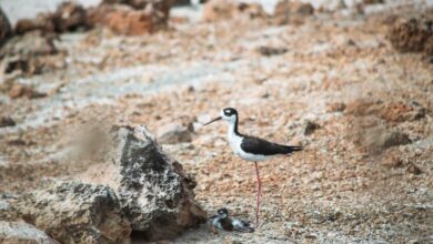 Bird watching tours thrive on anguilla