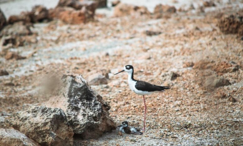 Bird watching tours thrive on anguilla