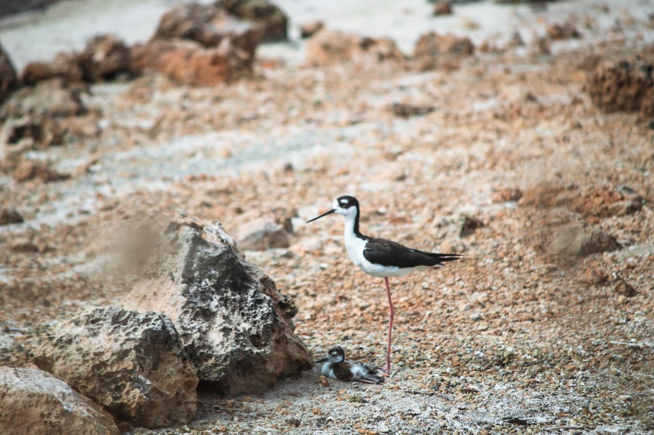 Bird watching tours thrive on anguilla