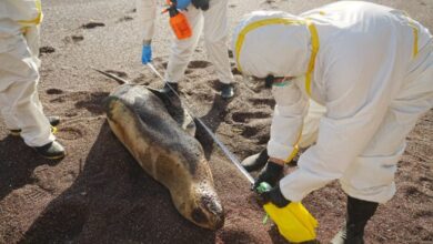 Bahamas official bird flu did not kill birds on inagua