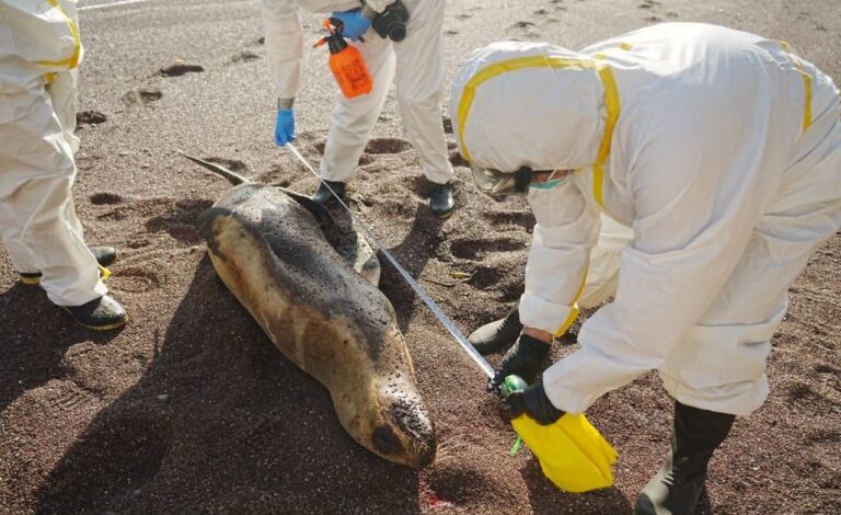 Bahamas official bird flu did not kill birds on inagua